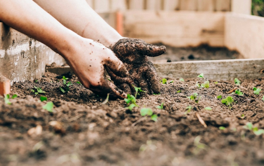 6 Tips to Follow When Starting Your Gardening Journey